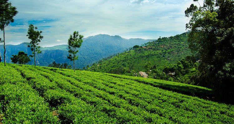 Ooty - Colonial Hill Station in Tamil Nadu